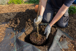 A new tree being planted